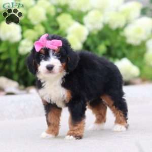 Gigi, Mini Bernedoodle Puppy